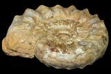 Huge, Jurassic Ammonite Fossil - Madagascar #118424-1